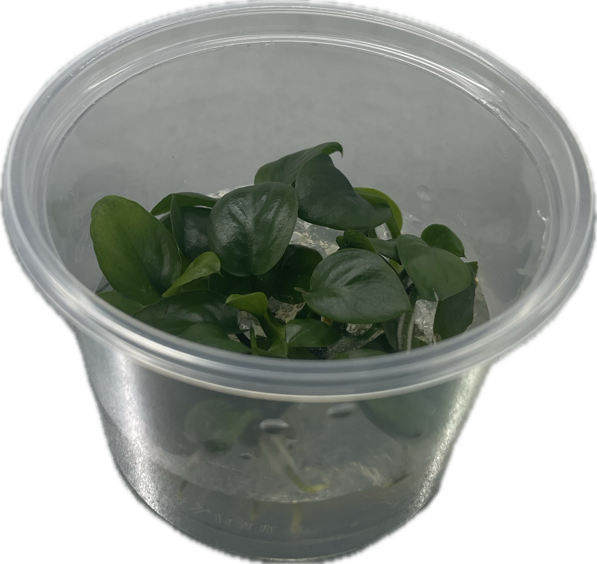 Anubias nangi