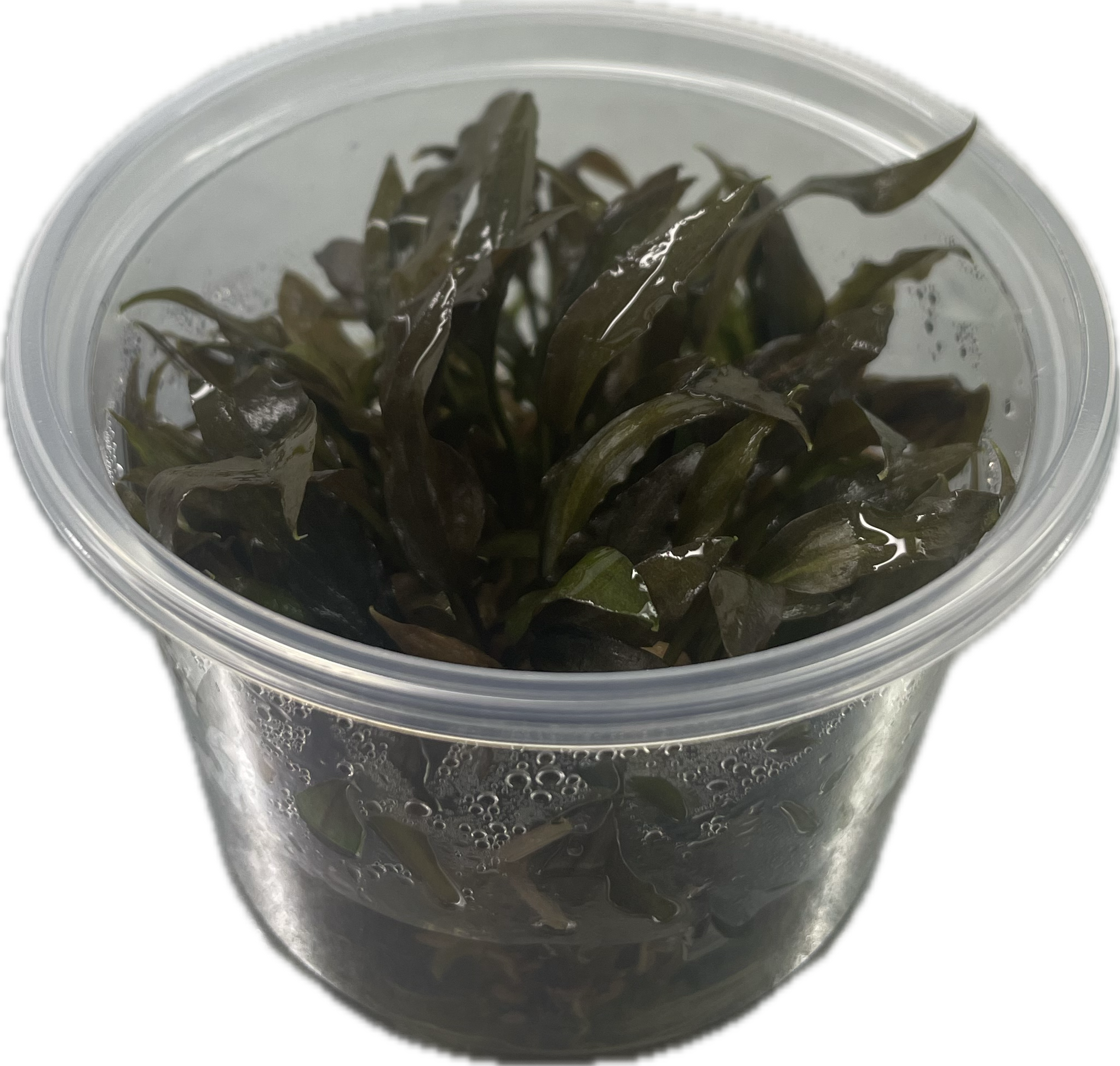 Cryptocoryne willissii