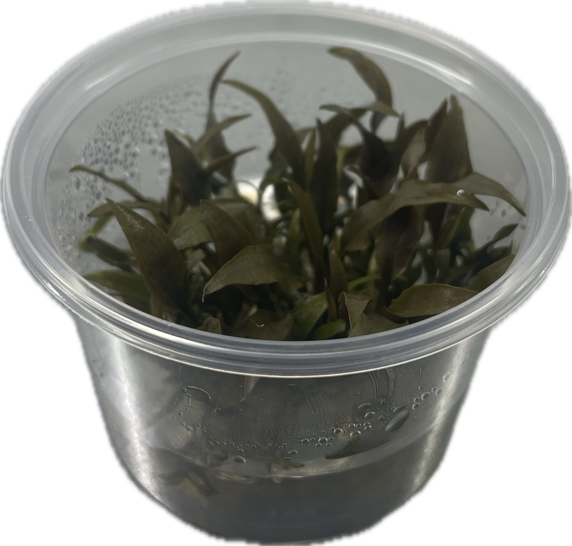 Cryptocoryne petchii pink