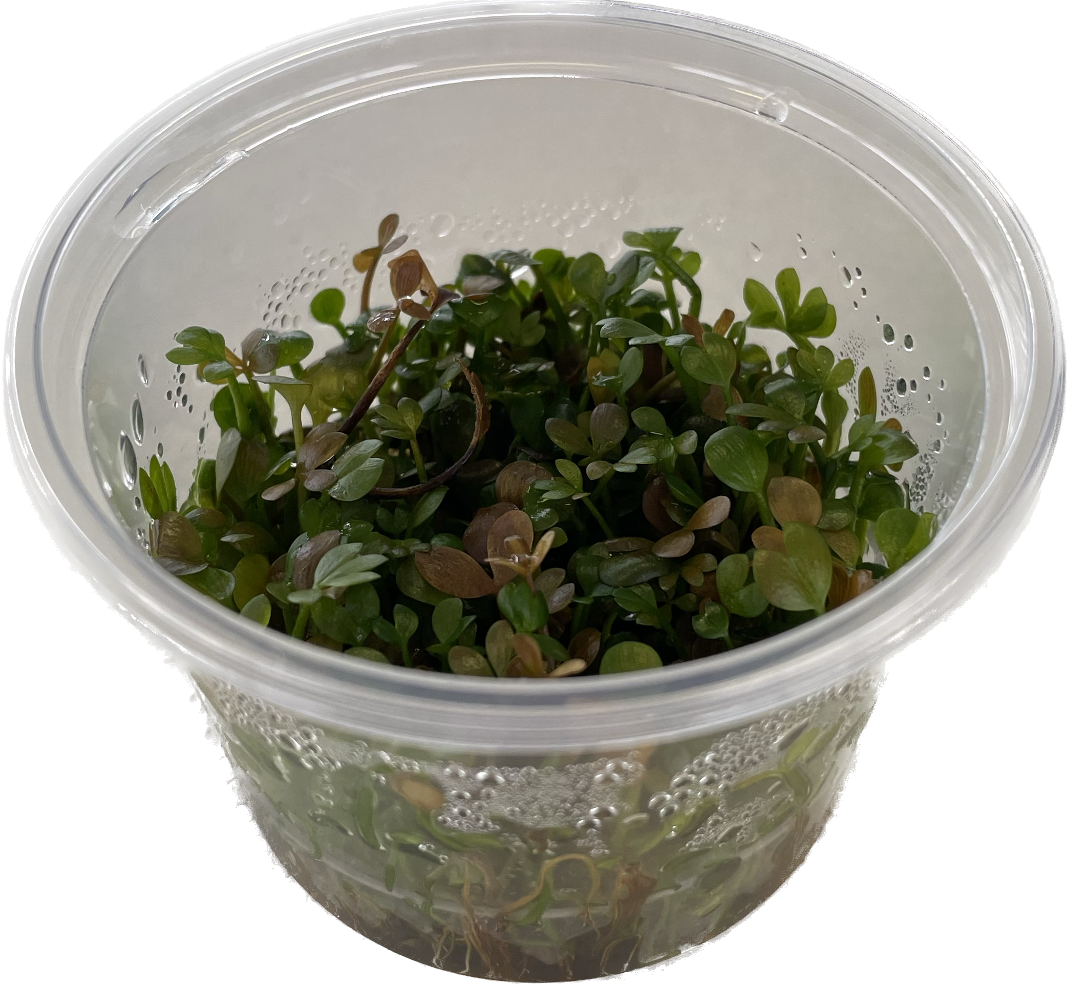 Marsilea hirsuta