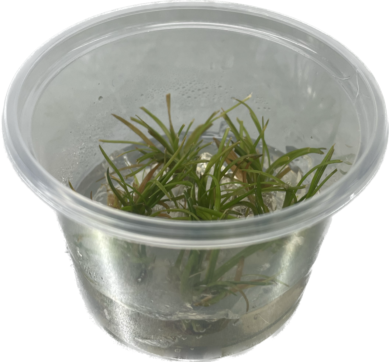 Eriocaulon vietnam