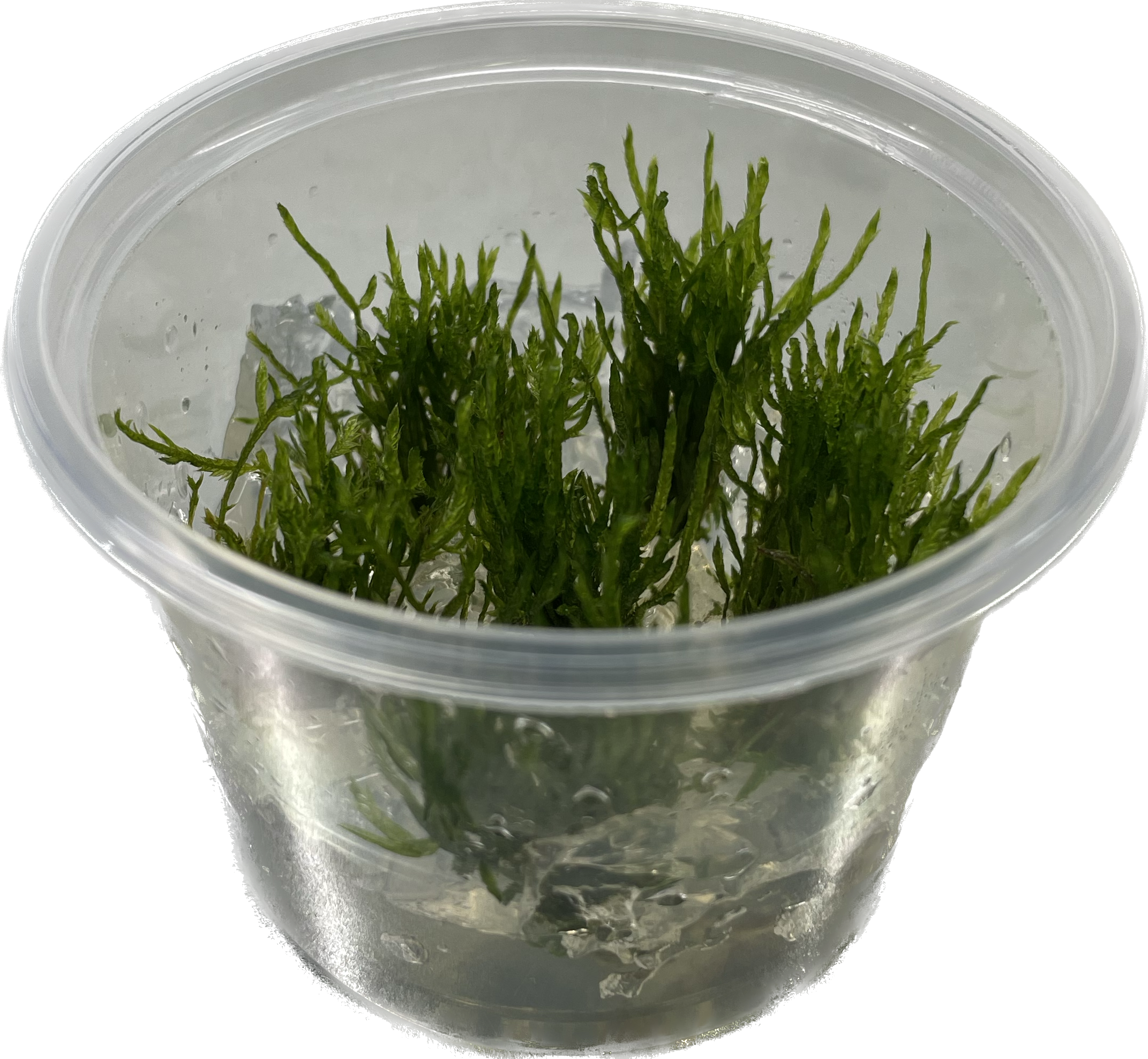 Taxiphyllum 'Spiky' mos