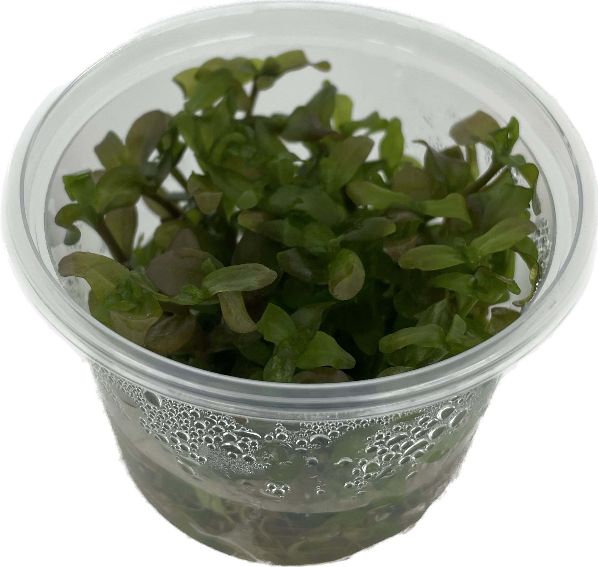 Bacopa caroliniana