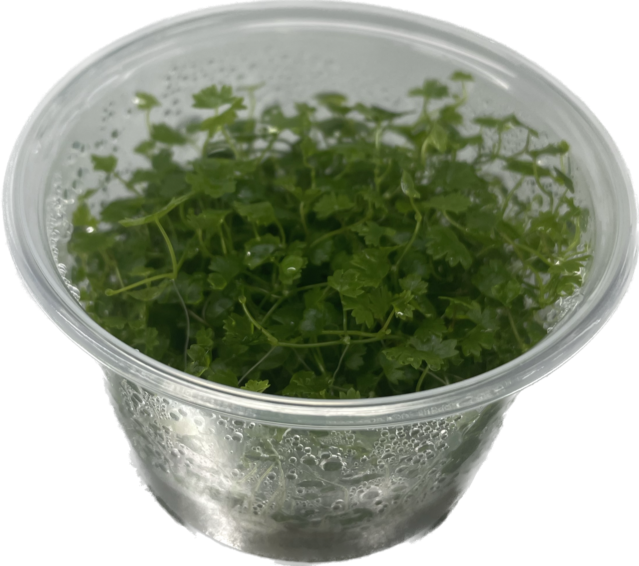 Hydrocotyle sp japan (tripartita)
