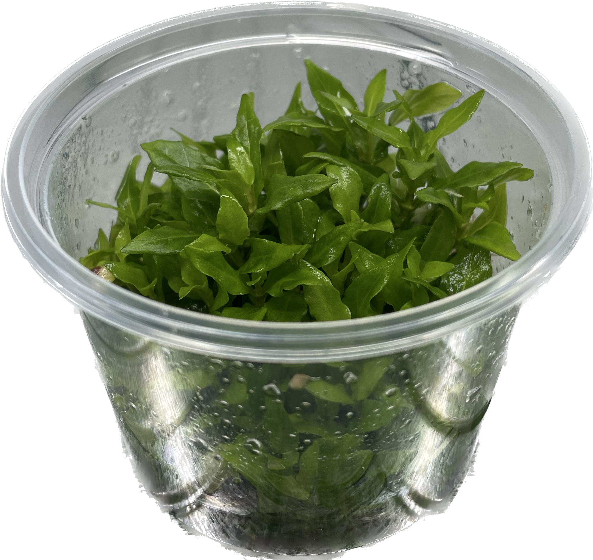 Staurogyne repens