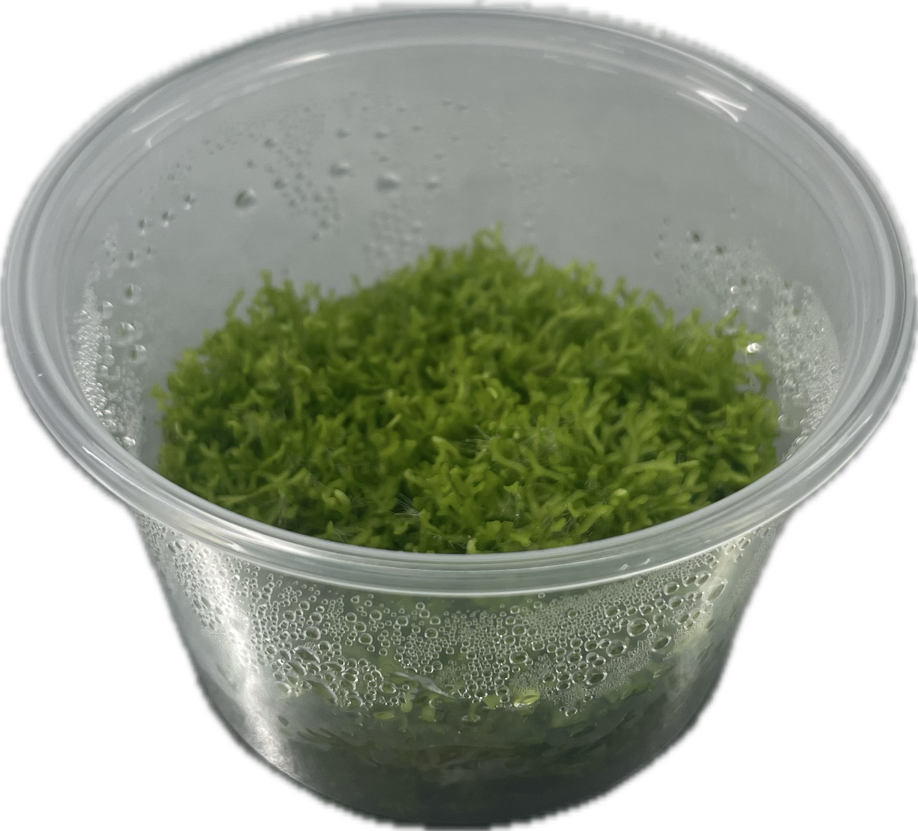 Riccia fluitans