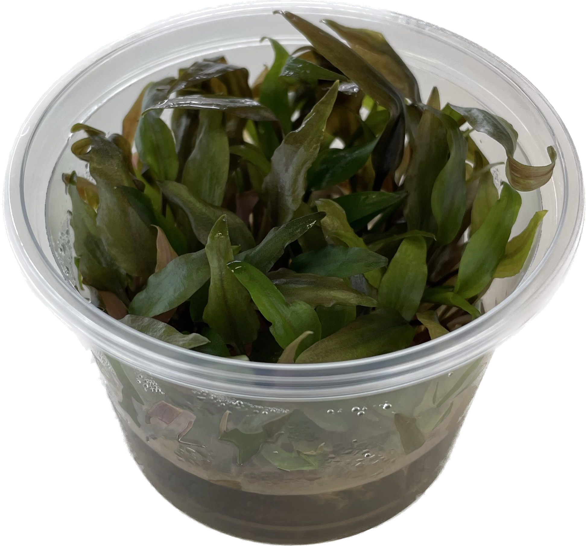 Cryptocoryne undulates