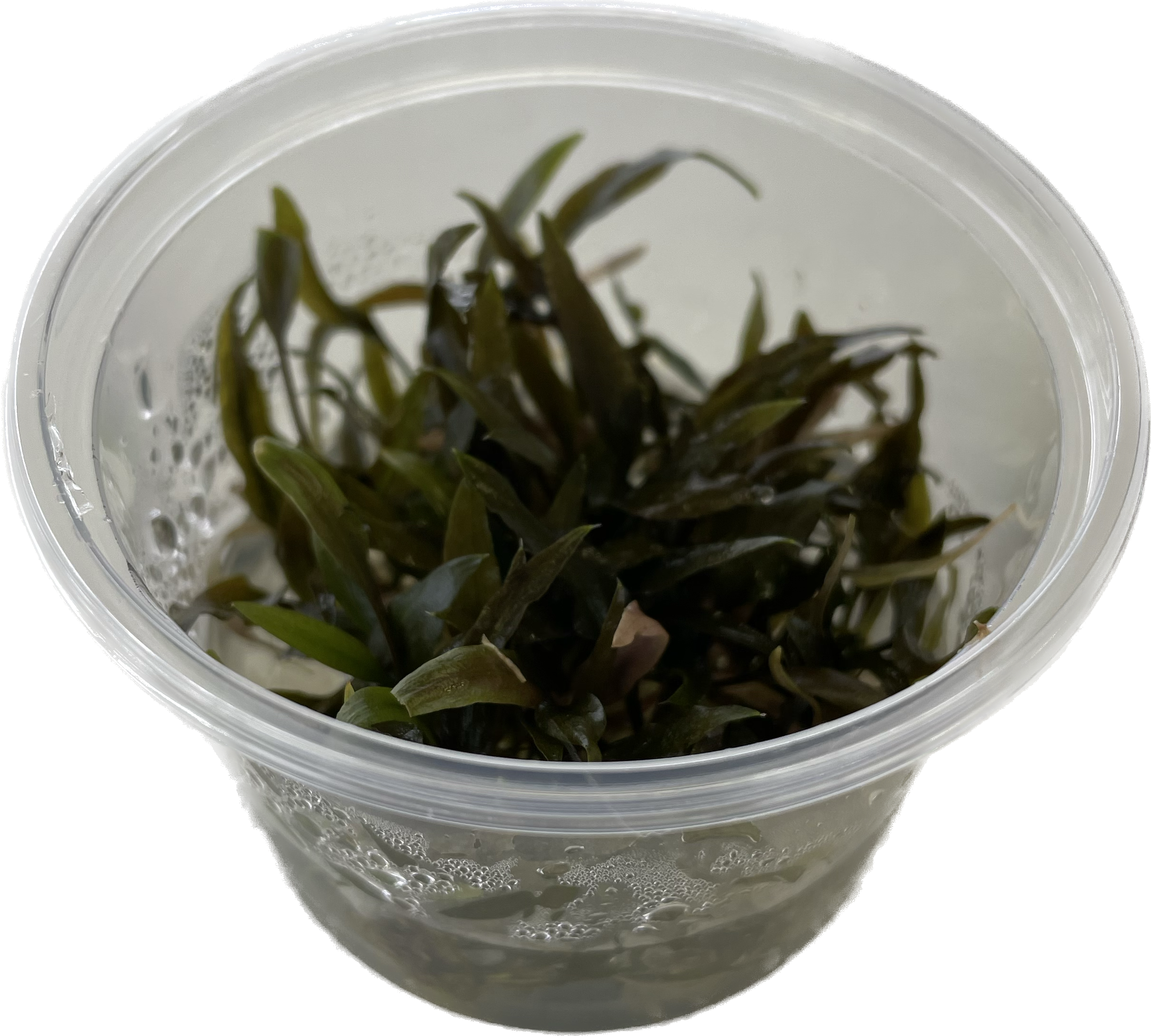 Cryptocoryne wendtii brown