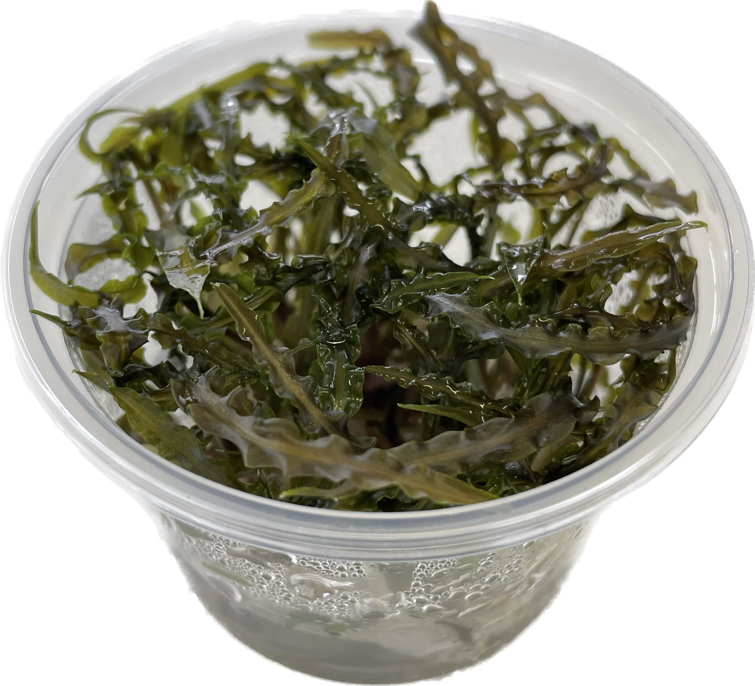 Cryptocoryne balansea