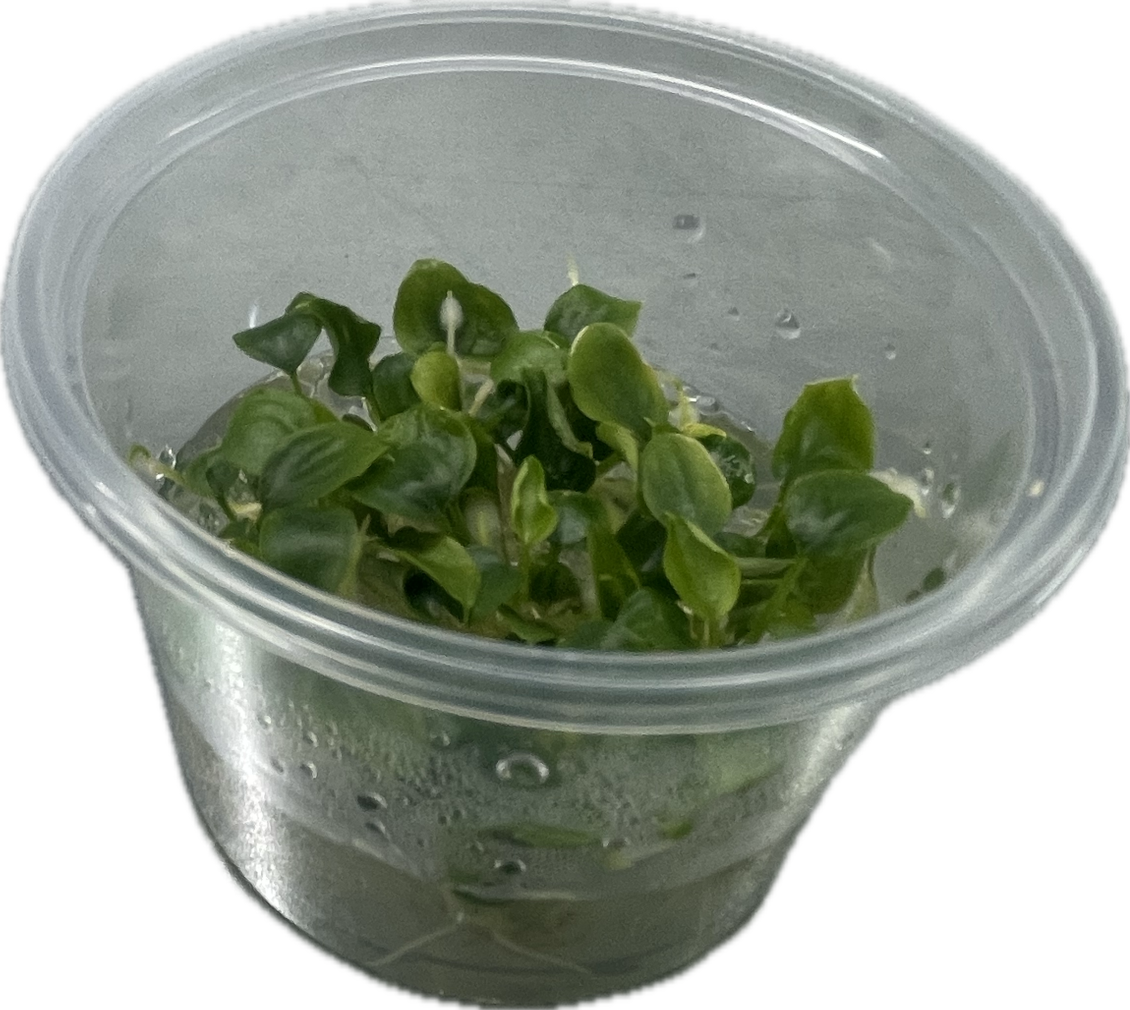 Schismattoglottis prietoi
