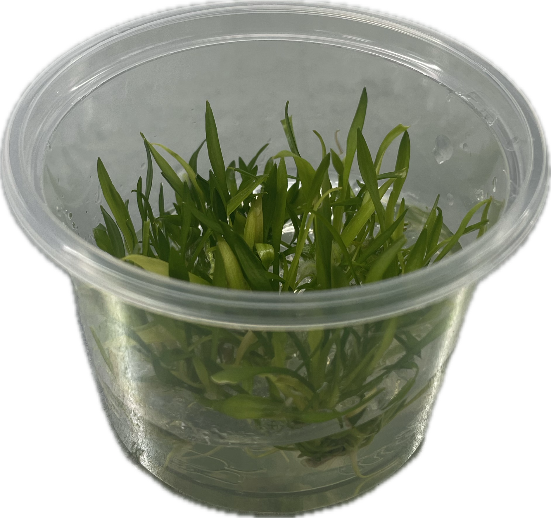 Cryptocoryne parva