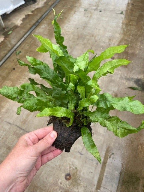 3 hole coconut microsorum