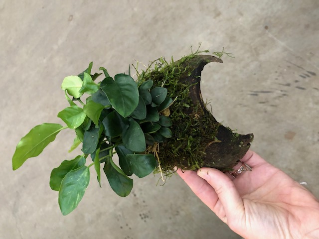 3-hole coconut anubias