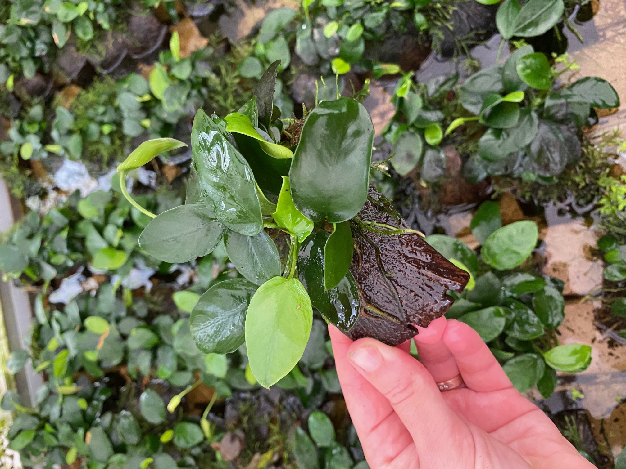 Coconut bracelet anubias