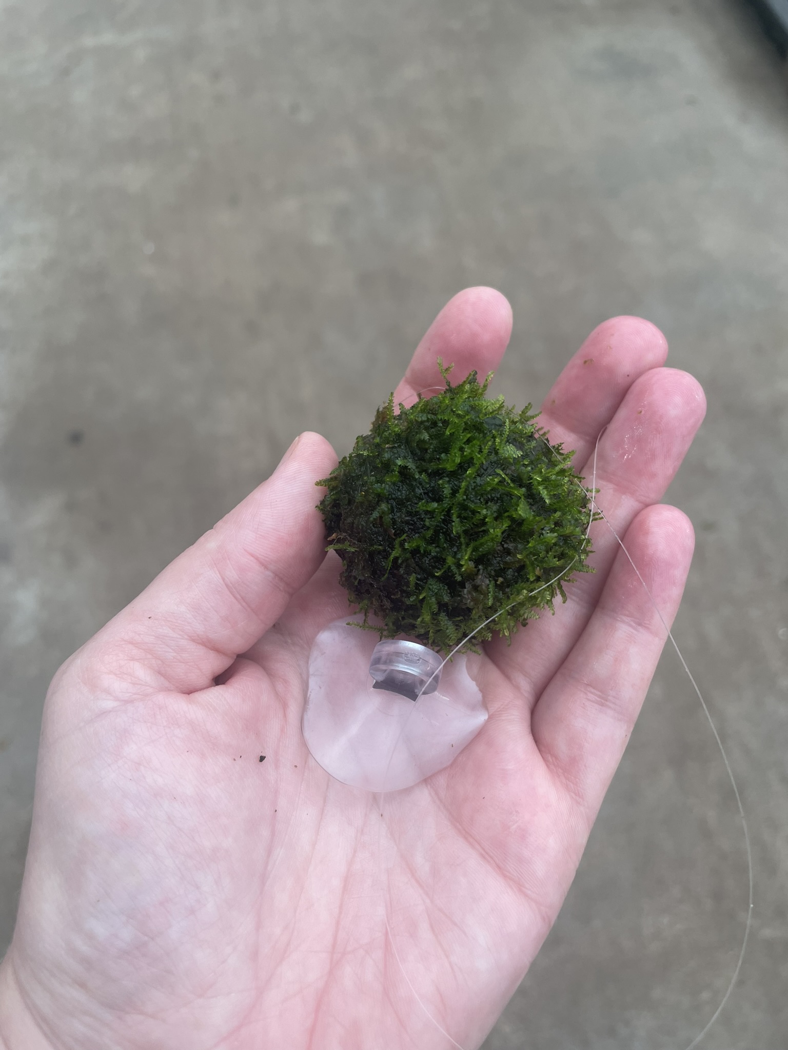 Floating Ball with javamos with sucker