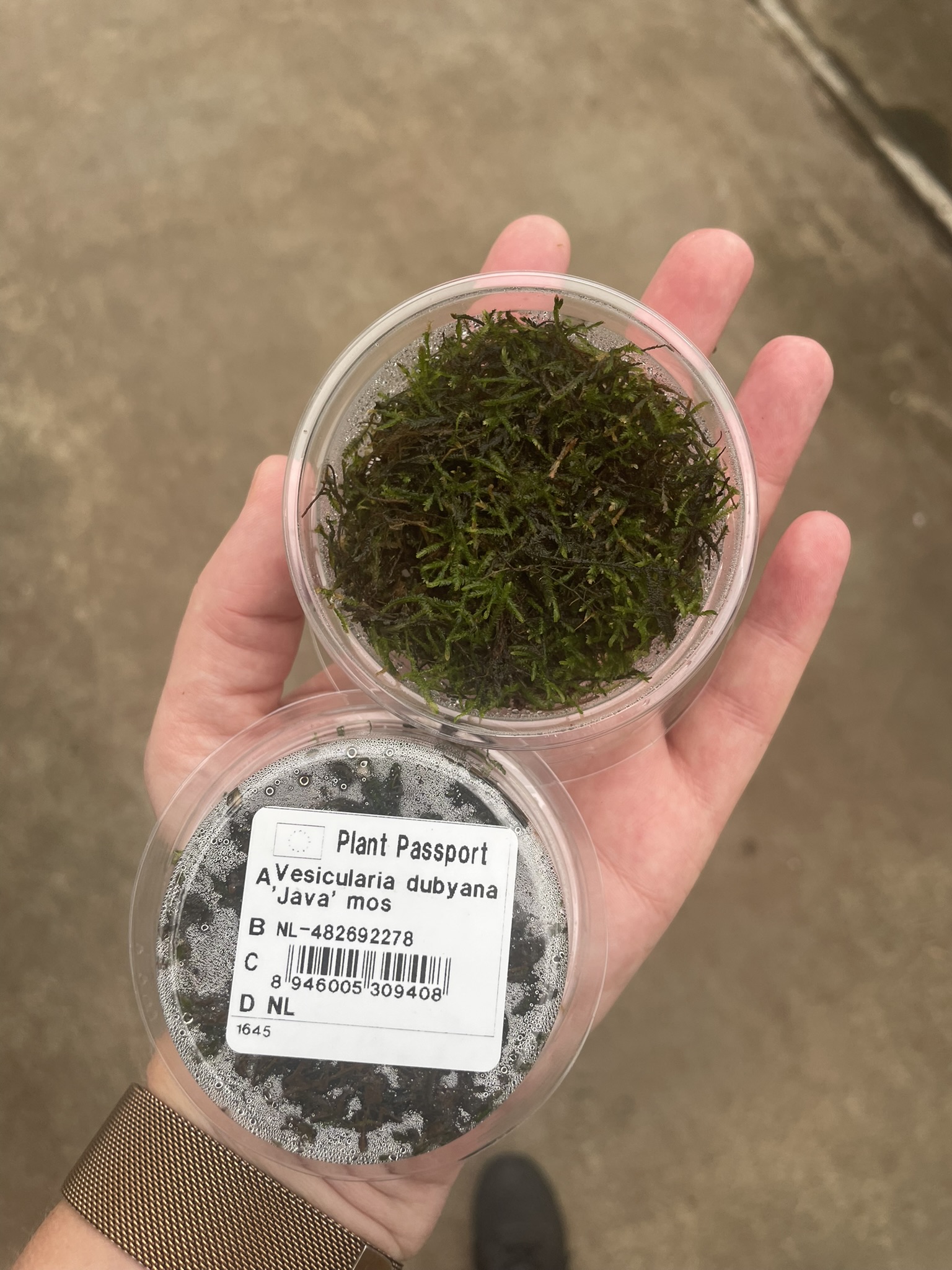 Vesicularia dubyana (javamos)