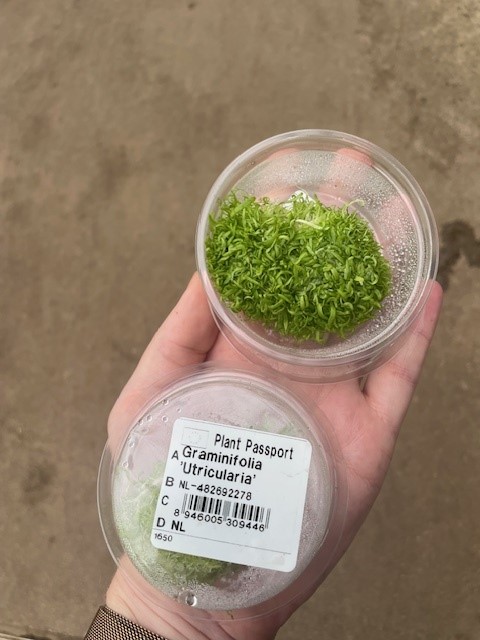 Utricularia