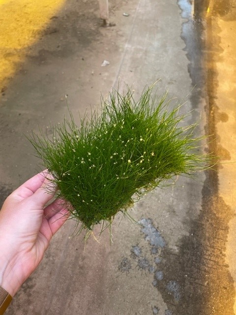 Eleocharis op stalen net (10x15 cm)