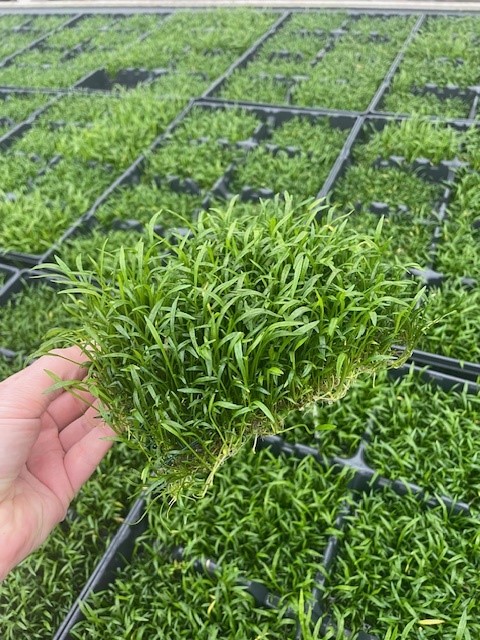 Lilaeopsis novea zelandia op stalen net (10x15 cm)