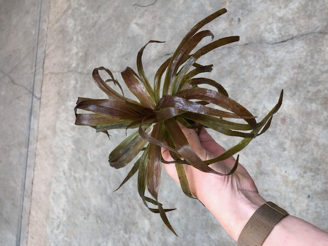 Stratiotes aloides (krabbescheer)