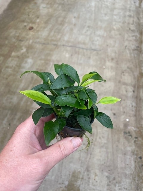 Anubias mini