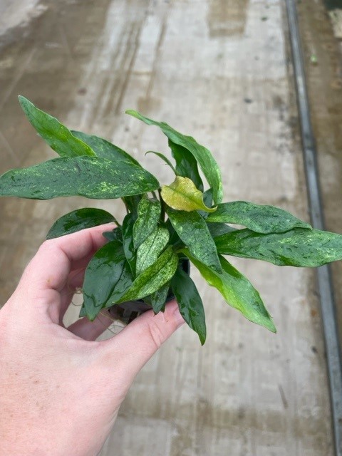 Anubias minima variegata