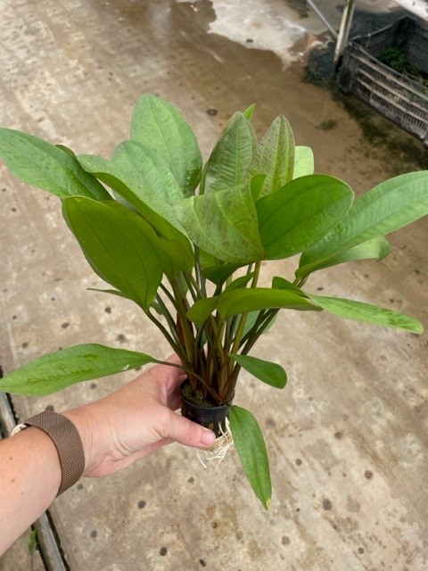 Echinodorus ipica