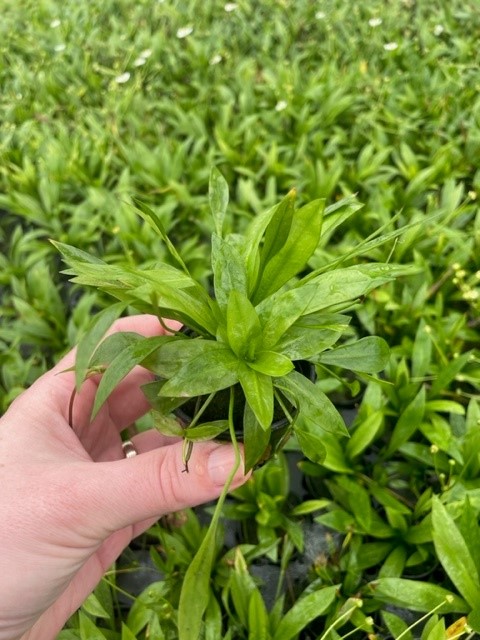 Echinodorus magdalenensis