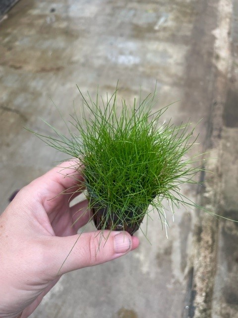 Eleocharis parvulus (laag)