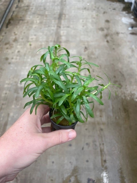 Heteranthera zosterifolia