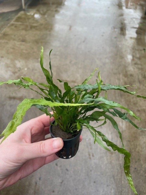 Microsorum mini
