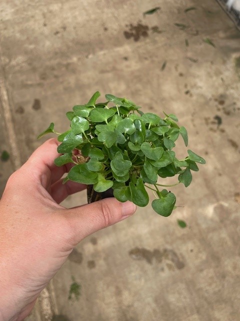 Nymphoides taiwan (flipper)