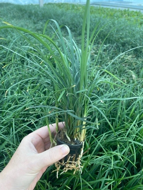 Ophiopogon japonica