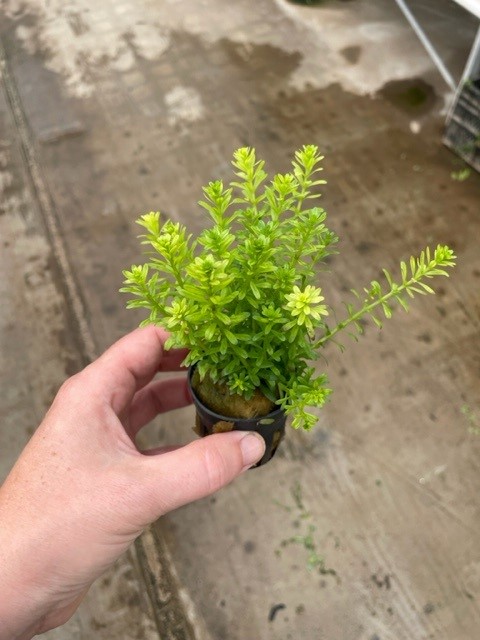 Rotala bossii