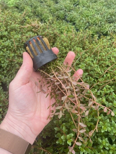 Rotala colorata