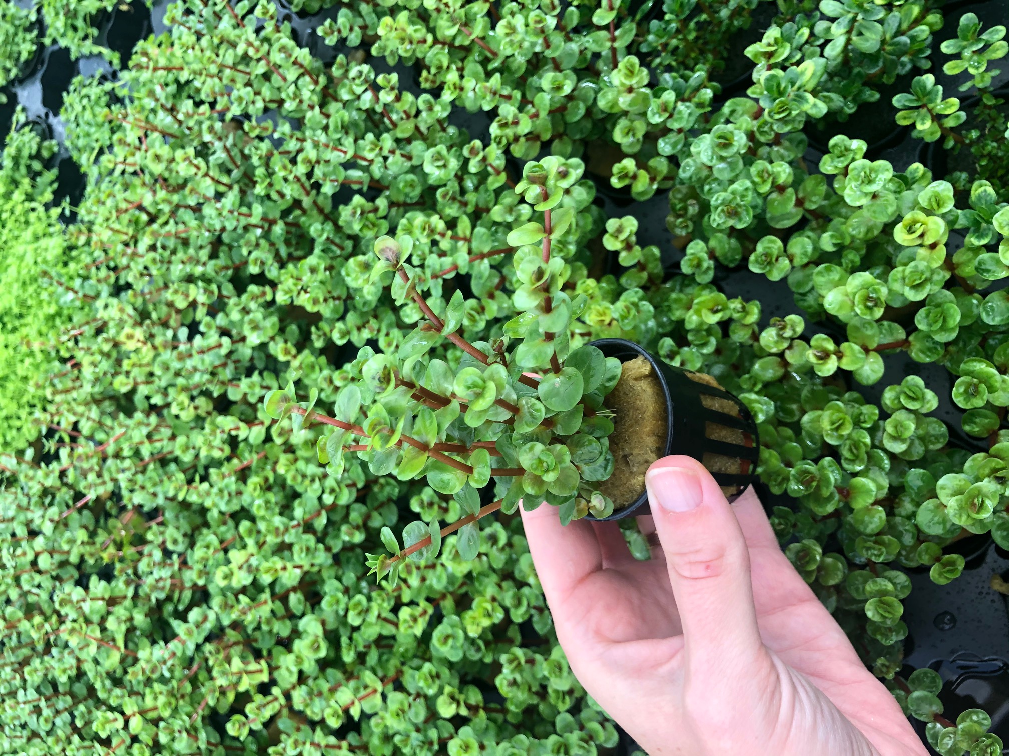 Rotala orange juice