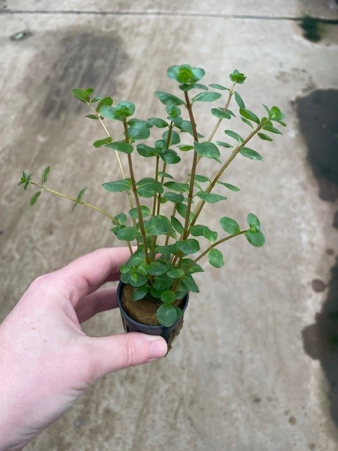 Rotala rotundifolia