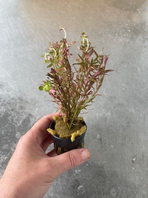 Rotala vietnam H'ra * (submerse)