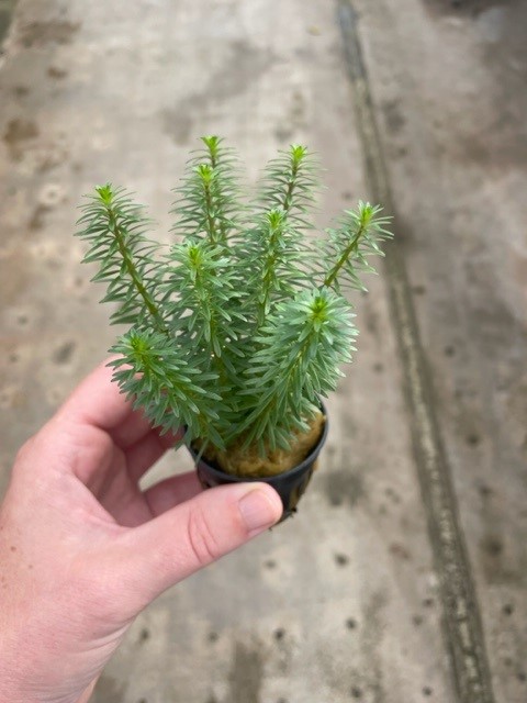 Rotala walichii