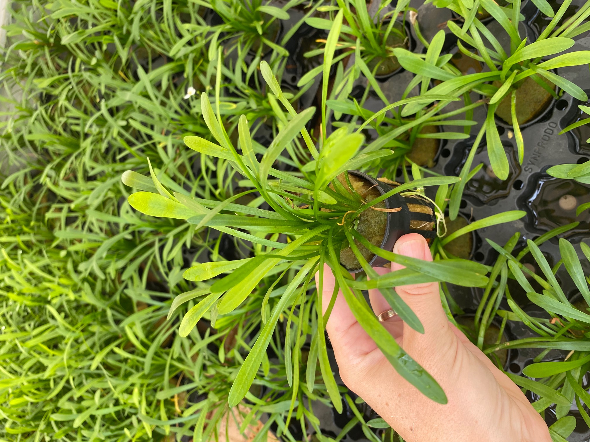 Sagittaria subulata (thin)