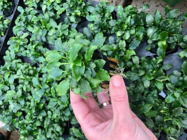 Schismatoglottis prietori