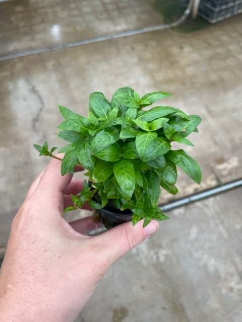 Stauroqyne repens