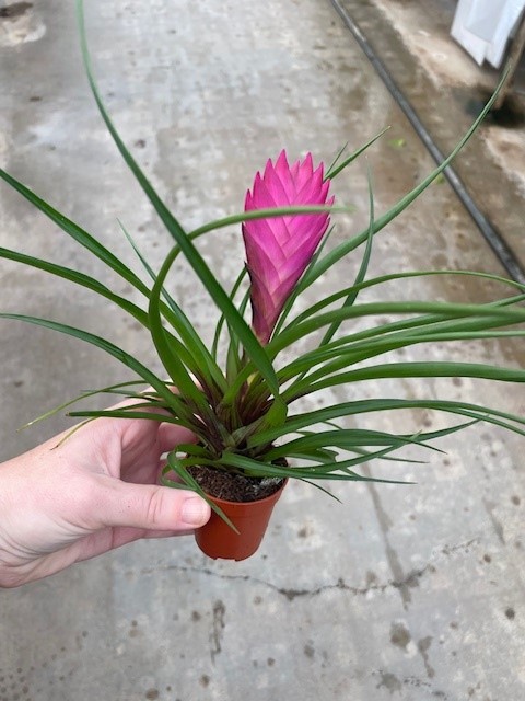 Tillandisa (bromelia)
