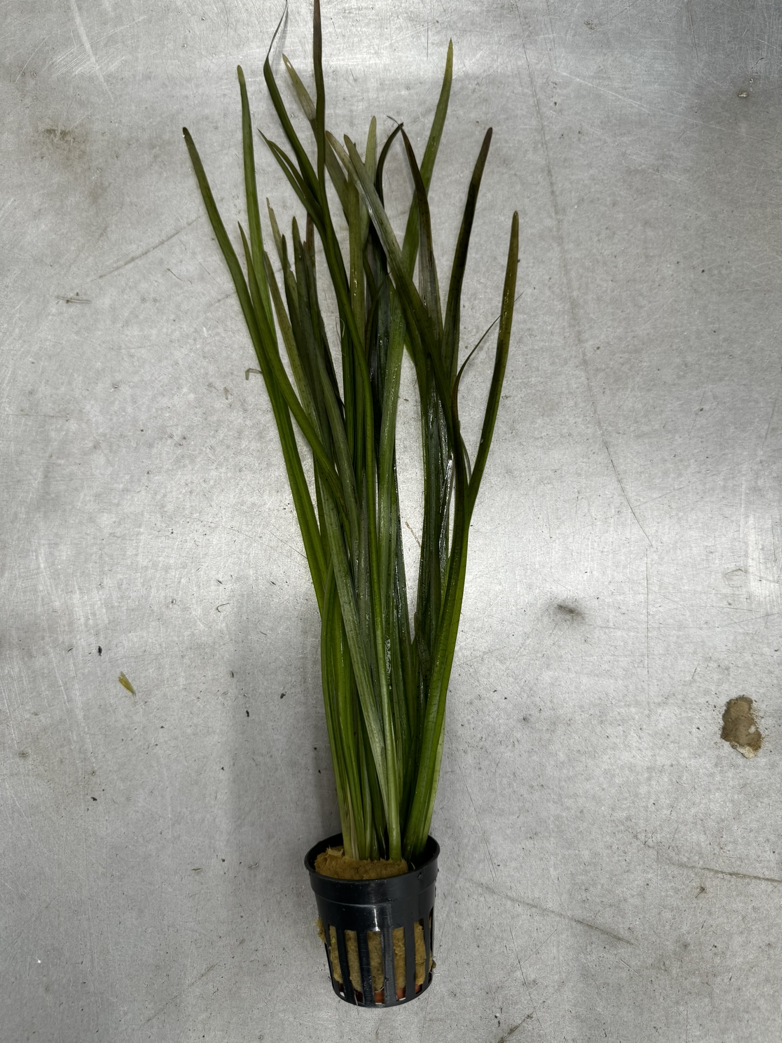 Vallisneria spiralis rood *