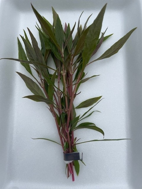 Alternanthera rosaefolia