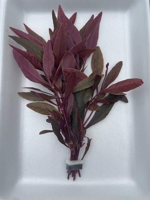 Alternanthera sessilis