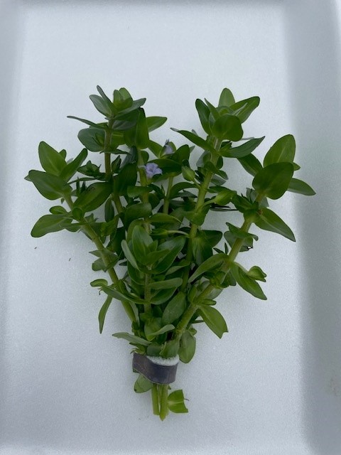 Bacopa amplexicaulis (caroliniana)