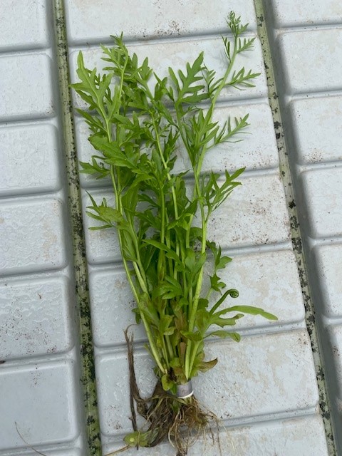 Ceratopteris thalictroides