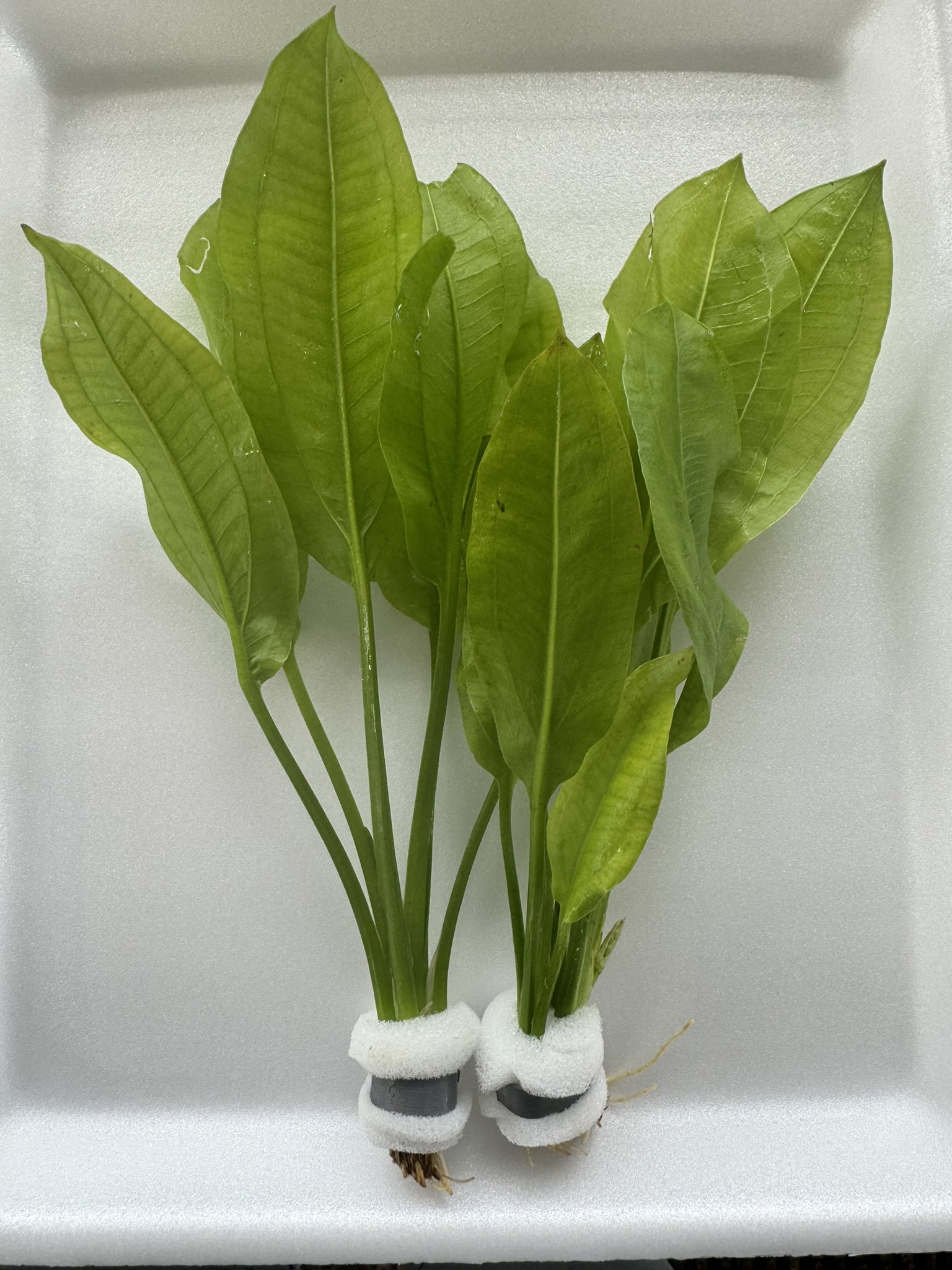 Echinodorus paniculatus (amazone)