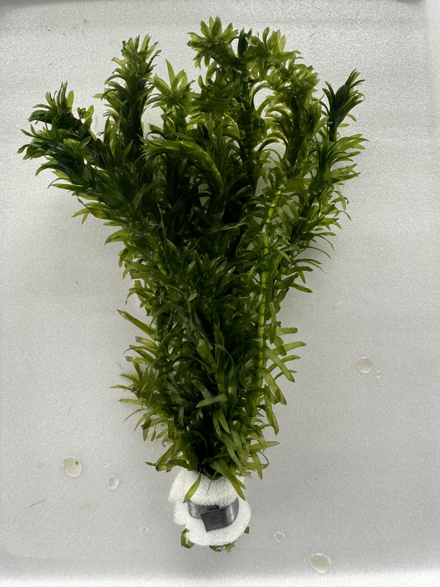 Elodea densa